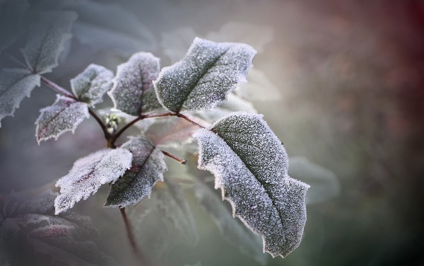 Frost auf Pflanze