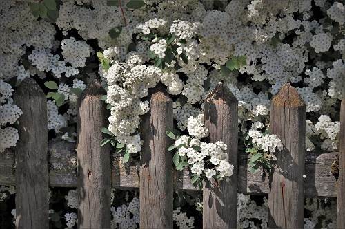 Holzzaun-mit-Blumen